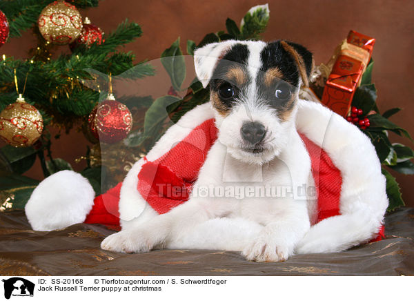 Jack Russell Terrier puppy at christmas / SS-20168