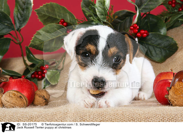 Jack Russell Terrier puppy at christmas / SS-20175