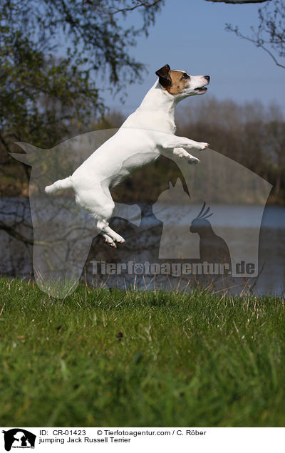 jumping Jack Russell Terrier / CR-01423
