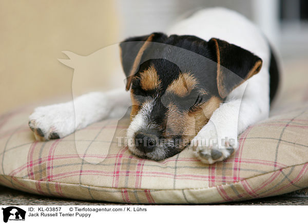 Jack Russell Terrier Welpe / Jack Russell Terrier Puppy / KL-03857