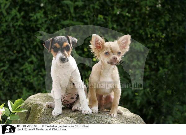 Jack Russell Terrier und Chihuhua / Jack Russell Terrier and Chihuhua / KL-03876
