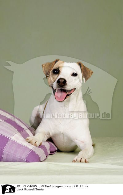Jack Russell Terrier / Jack Russell Terrier / KL-04685