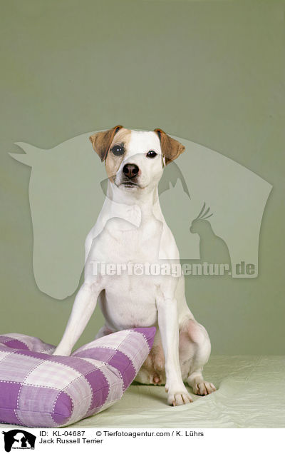Jack Russell Terrier / Jack Russell Terrier / KL-04687