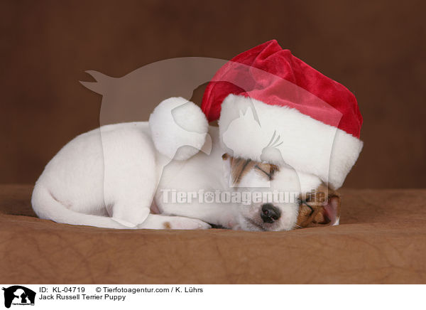 Jack Russell Terrier Welpe / Jack Russell Terrier Puppy / KL-04719