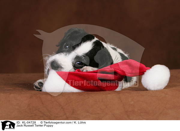 Jack Russell Terrier Welpe / Jack Russell Terrier Puppy / KL-04728
