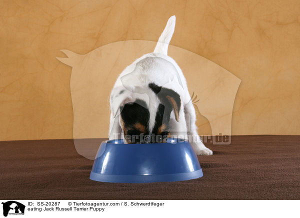 Parson Russell Terrier Welpe / Parson Russell Terrier Puppy / SS-20287