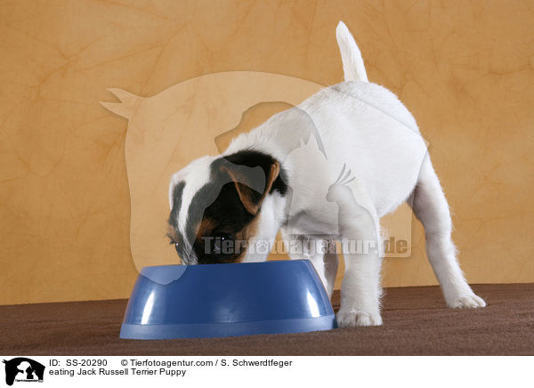 Parson Russell Terrier Welpe / Parson Russell Terrier Puppy / SS-20290