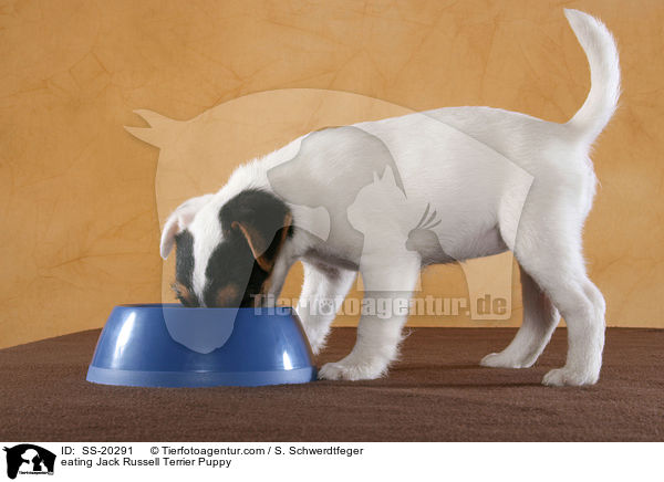 Parson Russell Terrier Welpe / Parson Russell Terrier Puppy / SS-20291
