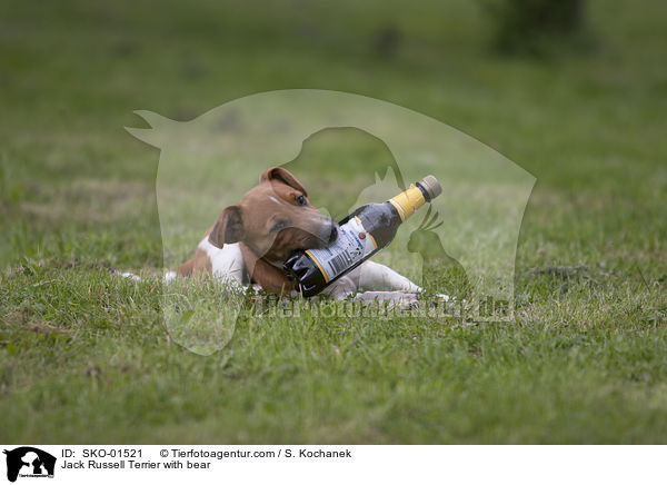 Jack Russell Terrier mit Bierflasche / Jack Russell Terrier with bear / SKO-01521