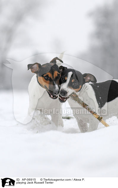 playing Jack Russell Terrier / AP-06915