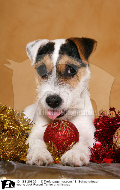 young Jack Russell Terrier at christmas / SS-20809