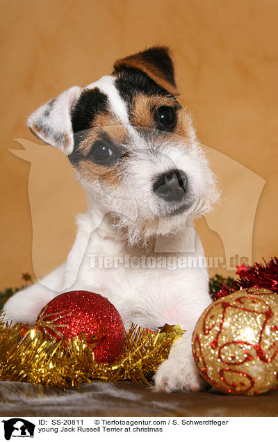 junger Parson Russell Terrier zu Weihnachten / young Parson Russell Terrier at christmas / SS-20811