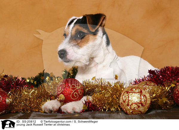 junger Parson Russell Terrier zu Weihnachten / young Parson Russell Terrier at christmas / SS-20812