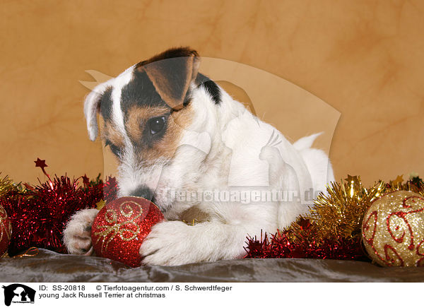 Parson Russell Terrier knabbert an Weihnachtsdeko / young Parson Russell Terrier at christmas / SS-20818