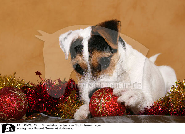 Parson Russell Terrier knabbert an Weihnachtsdeko / young Parson Russell Terrier at christmas / SS-20819