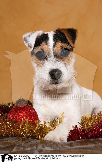 junger Parson Russell Terrier zu Weihnachten / young Parson Russell Terrier at christmas / SS-20821