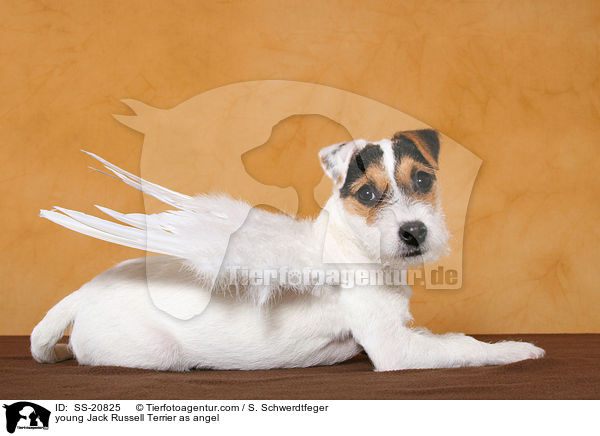young Jack Russell Terrier as angel / SS-20825