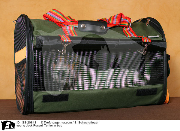 junger Parson Russell Terrier in Tasche / young Parson Russell Terrier in bag / SS-20843