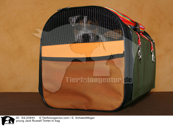 junger Parson Russell Terrier in Transporttasche / young Parson Russell Terrier in bag / SS-20844