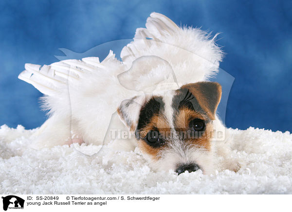 young Jack Russell Terrier as angel / SS-20849