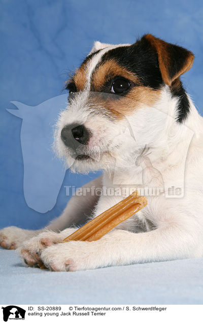 fressender junger Parson Russell Terrier / eating young Parson Russell Terrier / SS-20889