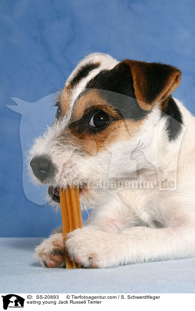 fressender junger Parson Russell Terrier / eating young Parson Russell Terrier / SS-20893