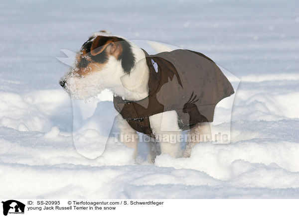 junger Parson Russell Terrier im Schnee / young Parson Russell Terrier in the snow / SS-20995