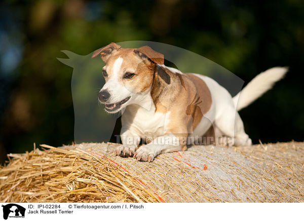 Jack Russell Terrier / Jack Russell Terrier / IPI-02284