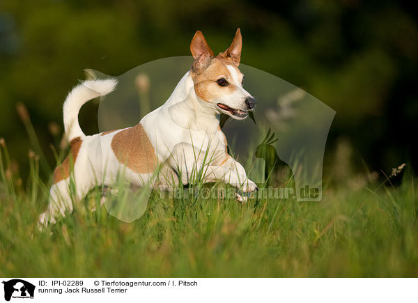 running Jack Russell Terrier / IPI-02289