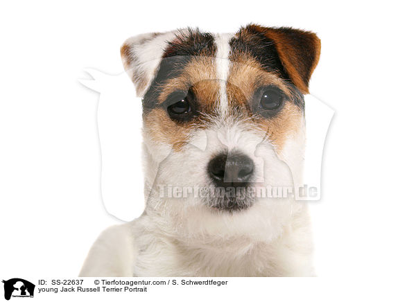 junger Parson Russell Terrier Portrait / young Parson Russell Terrier Portrait / SS-22637