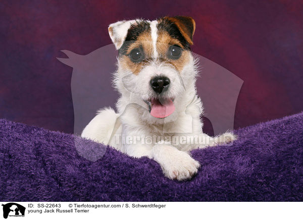 junger Parson Russell Terrier / young Parson Russell Terrier / SS-22643