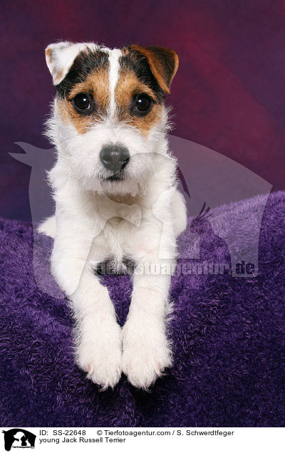 junger Parson Russell Terrier / young Parson Russell Terrier / SS-22648