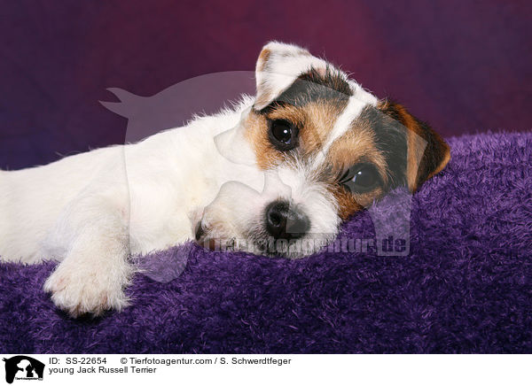 junger Parson Russell Terrier / young Parson Russell Terrier / SS-22654