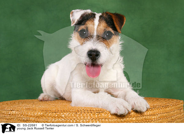 junger Parson Russell Terrier / young Parson Russell Terrier / SS-22681