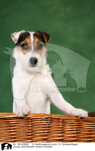 junger Parson Russell Terrier in Krbchen / young Parson Russell Terrier in basket / SS-22682