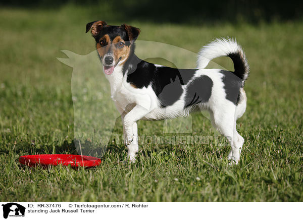 stehender Jack Russell Terrier / standing Jack Russell Terrier / RR-37476