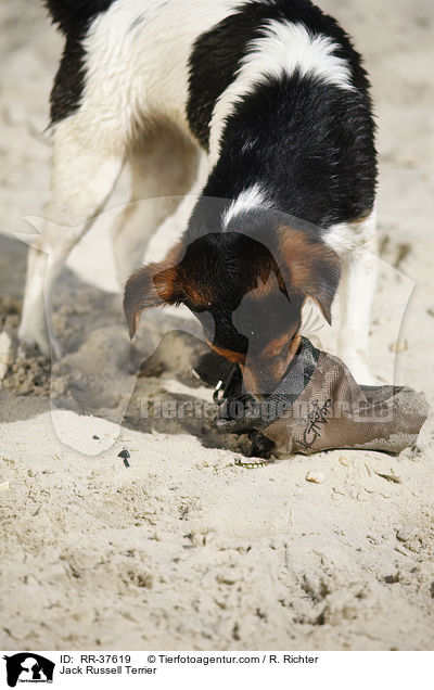 Jack Russell Terrier / Jack Russell Terrier / RR-37619