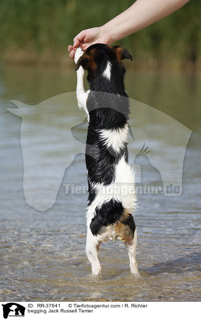 Jack Russell Terrier macht Mnnchen / begging Jack Russell Terrier / RR-37641