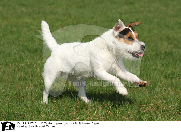 running Jack Russell Terrier / SS-22745