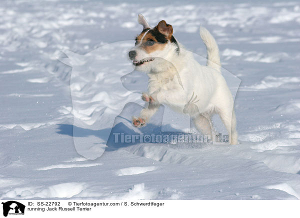 running Jack Russell Terrier / SS-22792