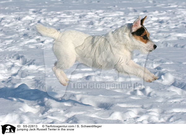 jumping Jack Russell Terrier in the snow / SS-22813