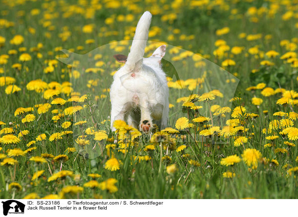 laufender Parson Russell Terrier / walking Parson Russell Terrier / SS-23186