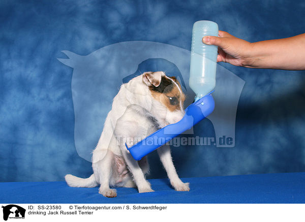trinkender Parson Russell Terrier / drinking Parson Russell Terrier / SS-23580