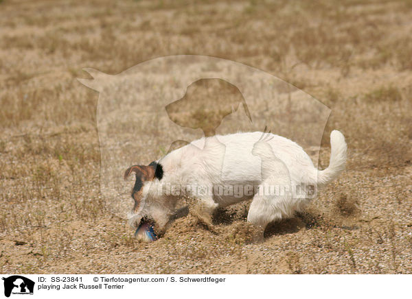 spielender Parson Russell Terrier / playing Parson Russell Terrier / SS-23841