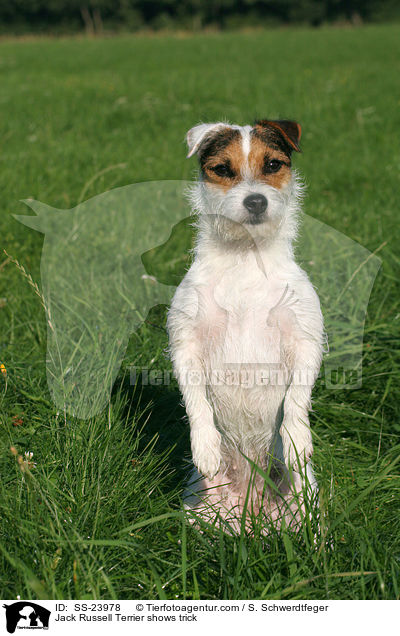 Parson Russell Terrier macht Mnnchen / Parson Russell Terrier shows trick / SS-23978