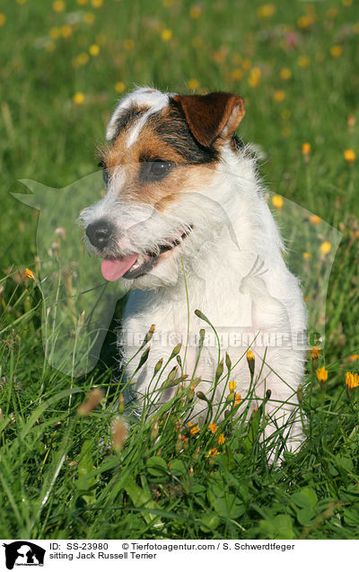 sitzender Parson Russell Terrier / sitting Parson Russell Terrier / SS-23980
