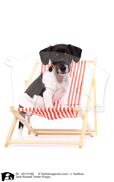 Jack Russell Terrier Puppy / JH-13186