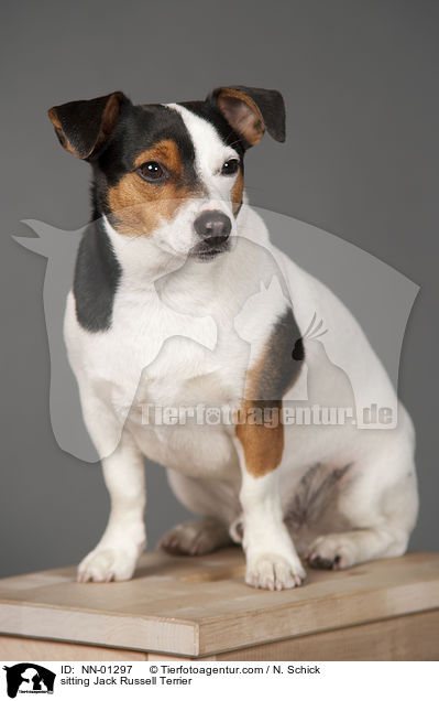sitzender Jack Russell Terrier / sitting Jack Russell Terrier / NN-01297