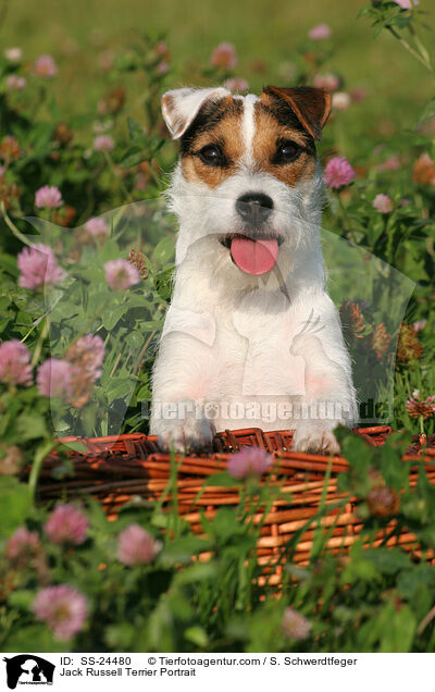 Parson Russell Terrier Portrait / Parson Russell Terrier Portrait / SS-24480