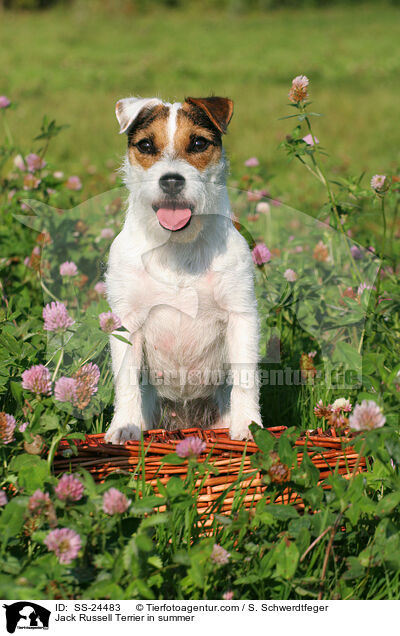 Parson Russell Terrier im Sommer / Parson Russell Terrier in summer / SS-24483